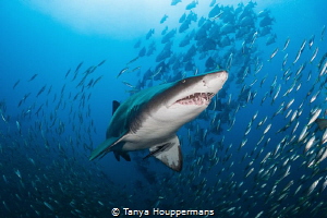 Taking Center Stage
A sand tiger shark swims amongst sev... by Tanya Houppermans 